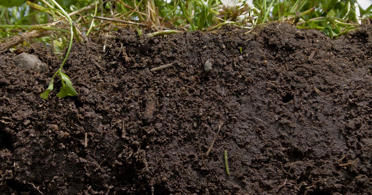 Read more about the article Gardening with Heart: A Beginner’s Guide to Nurturing Your Garden Soil