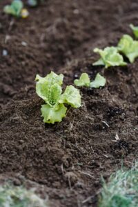 Read more about the article A Guide to Fertilizers and Soil Health