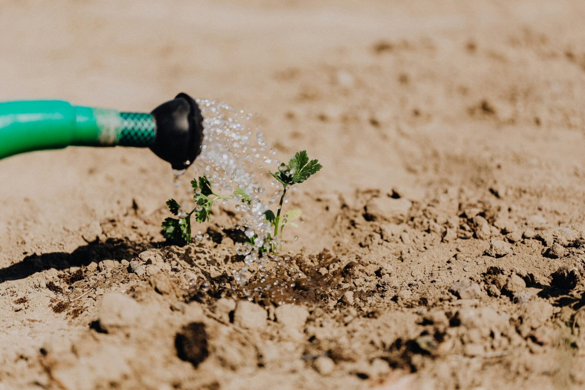 Read more about the article The Art of Irrigation