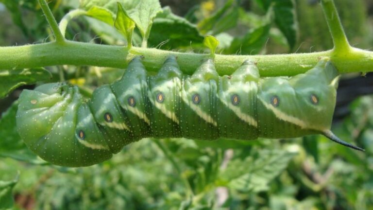 TOMATO HORNWORMS: 6 DETAILED STEPS FOR GARDEN LOVERS TO COMBAT