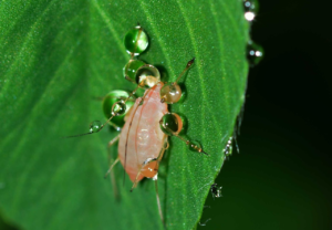 Read more about the article Meet Aphidoidea: Small Bugs, Big Impact on Your Garden