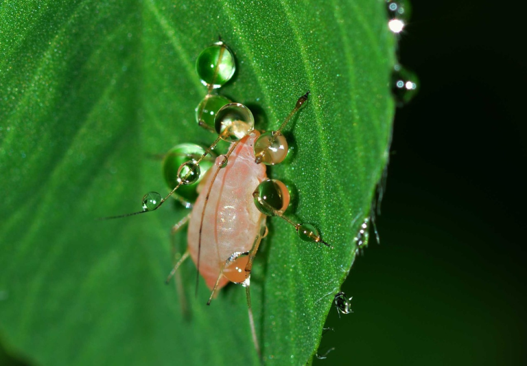 Meet Aphidoidea: Small Bugs, Big Impact on Your Garden