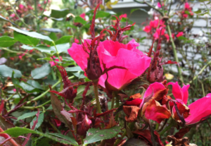 Read more about the article HOW TO TREAT & PREVENT ROSE ROSETTE DISEASE