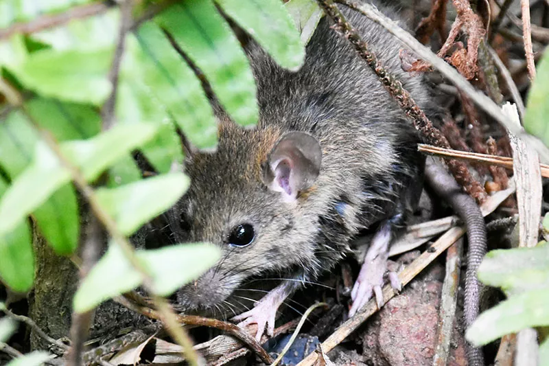 Read more about the article How to resolve Rats in the garden?