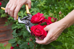 Read more about the article Pruning Roses: Essential Techniques