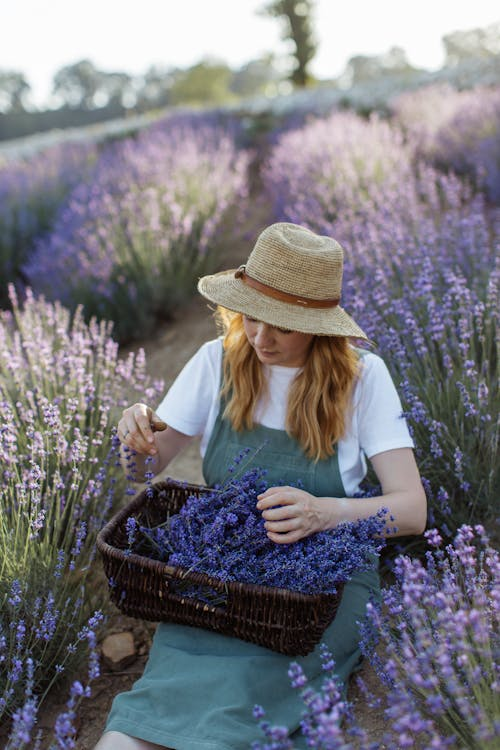 Read more about the article What color is lavender?
