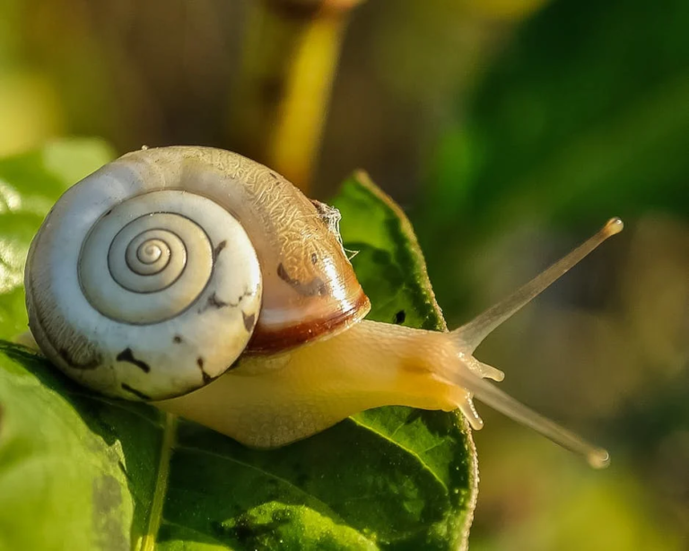 Guardians of Green: Defeating Garden Snails & Slugs