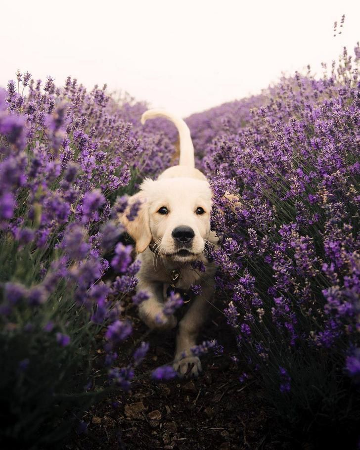 Is lavender safe for dogs?