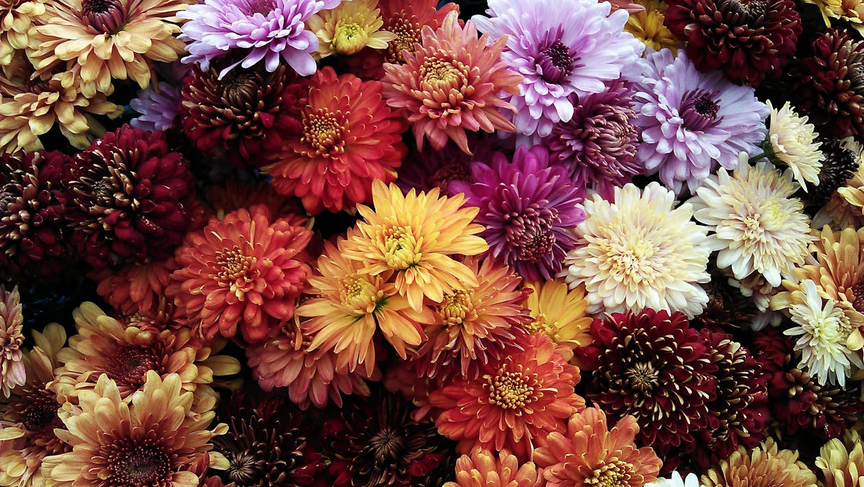 Read more about the article Mystery Of Chrysanthemums: Beauty, Symbolism