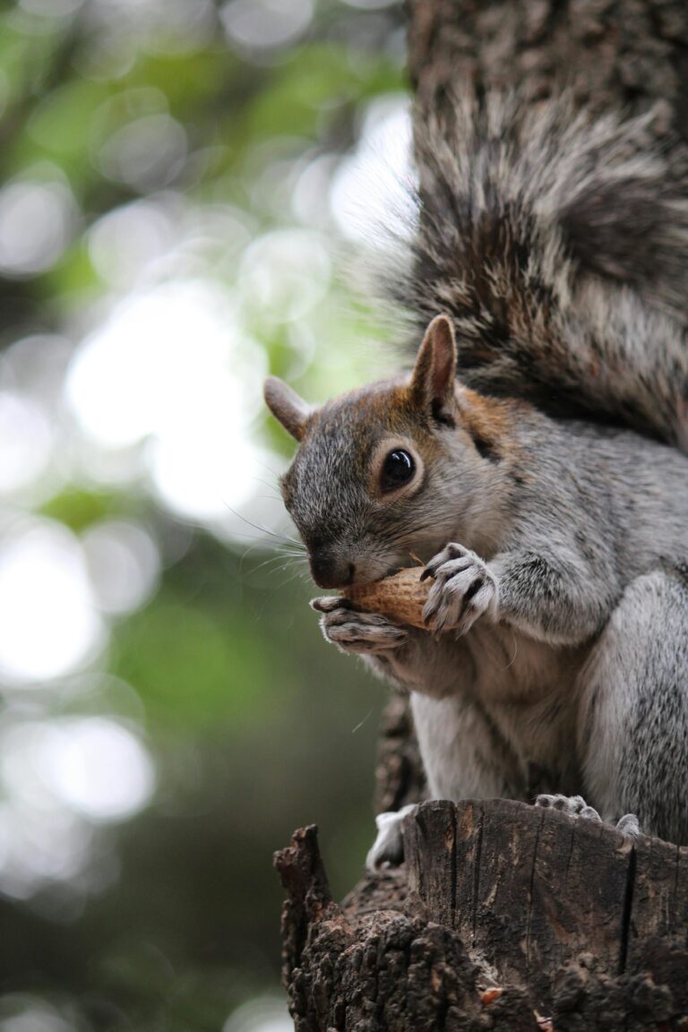 Prevent Squirrels: Effective Methods and Tips